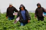 México entre los 5 países donde las remesas disminuirán en 2013