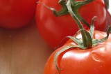 Se comercializará tomate fresco y de calidad en agencias y colonias de Oaxaca de Juárez