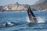 Fotografiamos ballenas en Oaxaca: MMOBiDiC