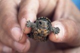 Mazunte: La reconciliación con la tortuga marina