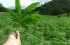 70% de capitalinos en desacuerdo con legalización de marihuana