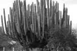 El Diablo Catrín y otros relatos de Oaxaca El Diablo Catrín y otros relatos de Oaxaca