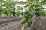 Aumenta Oaxaca un 23.4% actividades agropecuarias: SEDAFPA Aumenta Oaxaca un 23.4% actividades agropecuarias: SEDAFPA
