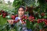 Productores de café exigen a Gabino Cué recurso económico pendiente