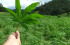 70% de capitalinos en desacuerdo con legalización de marihuana 70% de capitalinos en desacuerdo con legalización de marihuana