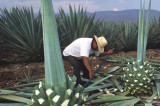 Una historia con mezcal siempre es mejor Una historia con mezcal siempre es mejor