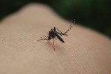 Afecta virus Chikungunya en Caribe; primer caso en México