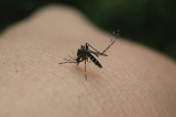 Afecta virus Chikungunya en Caribe; primer caso en México Afecta virus Chikungunya en Caribe; primer caso en México