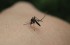 SALUD: Zika posiblemente contagioso por vía sexual; alerta mundial por rápida propagación