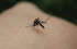 SALUD: Zika posiblemente contagioso por vía sexual; alerta mundial por rápida propagación SALUD: Zika posiblemente contagioso por vía sexual; alerta mundial por rápida propagación