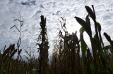 El campo mexicano y su presupuesto El campo mexicano y su presupuesto