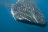 23 mil turistas avistan al tiburón ballena