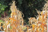 El maíz, nuestra matriz