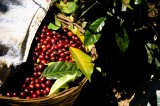 La economía del café en Oaxaca