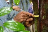 Convocatoria: Becas para proyectos sobre protección climática en Alemania Convocatoria: Becas para proyectos sobre protección climática en Alemania