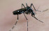 Oaxaca cuarto lugar nacional en casos de Zika Oaxaca cuarto lugar nacional en casos de Zika