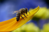 #UnOrienteVerde La población de abejas disminuye y el mundo peligra #UnOrienteVerde La población de abejas disminuye y el mundo peligra