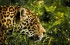 #UnOrienteVerde Una construcción pone en peligro al jaguar