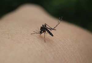 Mosquito-Por naturegirl 78
