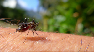 Aedes Aegypty - John Tann