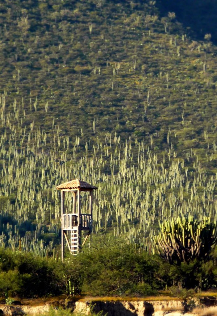 Reserva de la biosfera tehuacan-cuicatlan puebla licencia cc Jeziret González