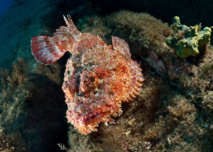 Archipielago de Revillagigedo: Scorpionfish