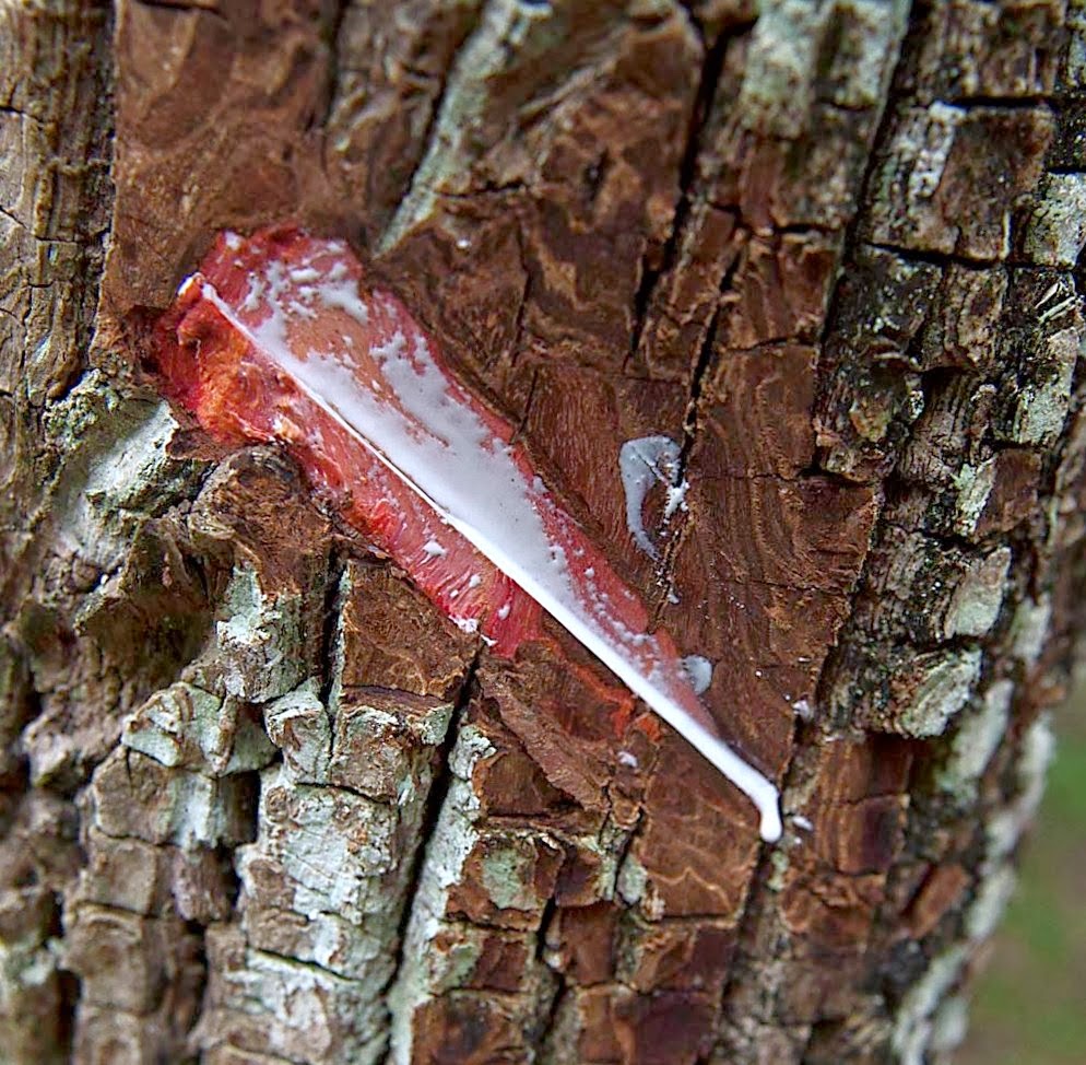 resina del arbol de chicozapote