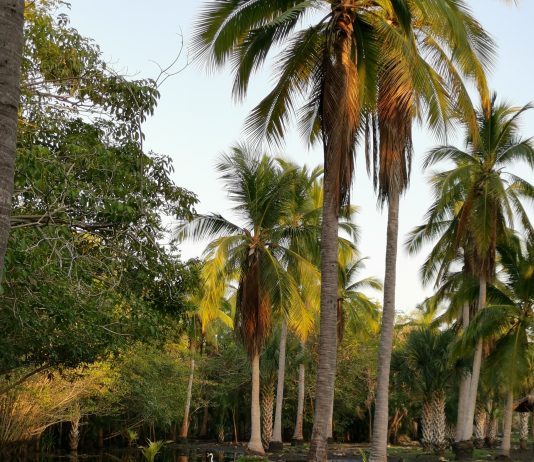 La Pirata del Oriente, por Eva Bodenstedt