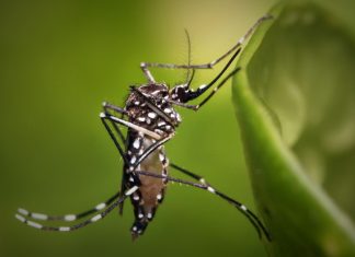 3 veces más casos de dengue en México en 2019