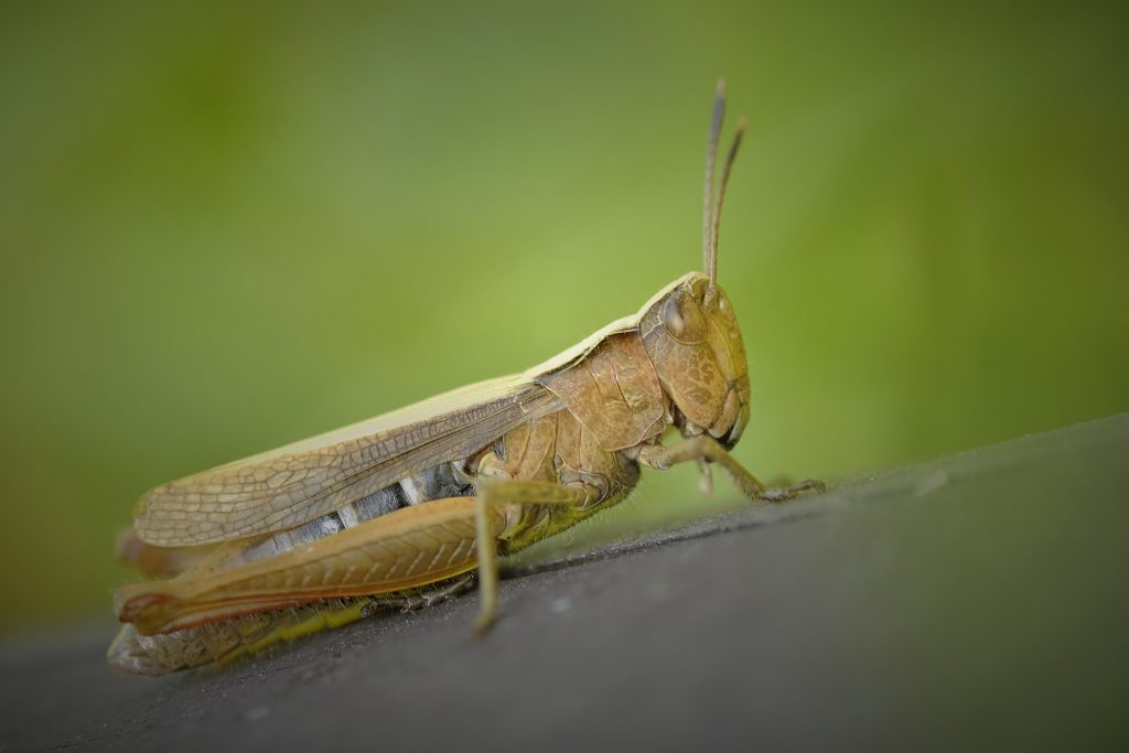 Langosta voladora, otra plaga que golpea Centroamérica